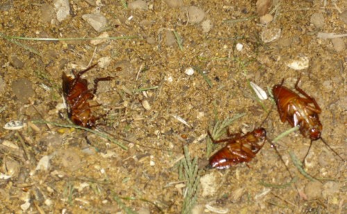 cockroaches