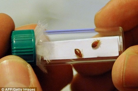 bed bugs