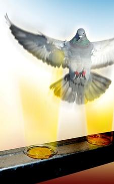 How birds see the UV light