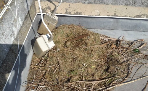 Gull Nest Removal