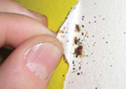 bed bugs