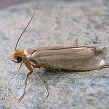 Textile Pests