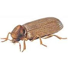 Flour beetle