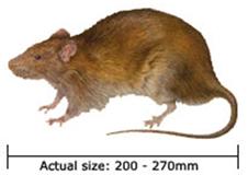 rats