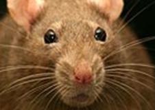 rats
