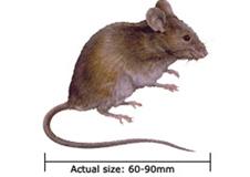 mice