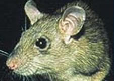 Mice