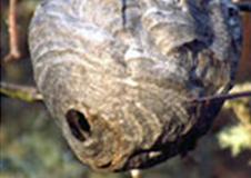 Wasp Nest Removal