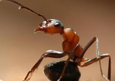 ants