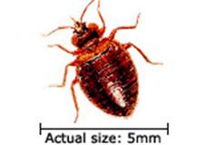 bed bugs