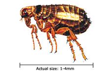 fleas