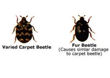 Textile Pests