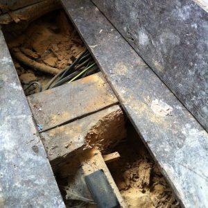Woodworm control