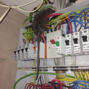 Rat fire hazard