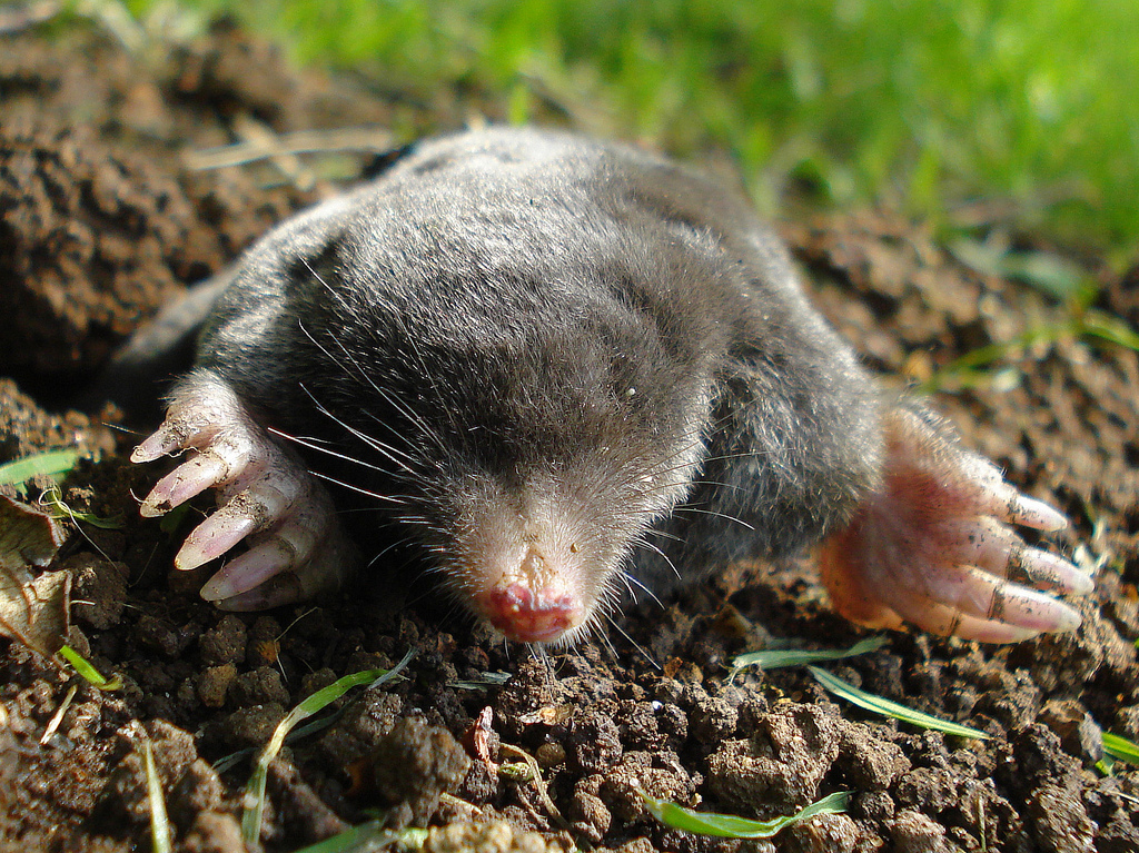 Moles | EnviroGuard Pest Control Moles | EnviroGuard Pest Control