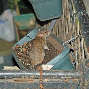 Pest Eradication