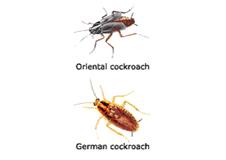 cockroaches