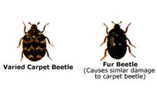 Textile Pests | EnviroGuard Pest Control