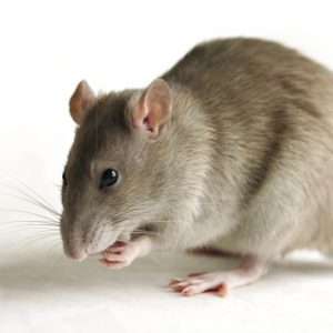 rats