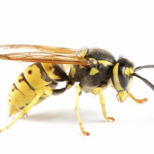 Wasp Nest Removal