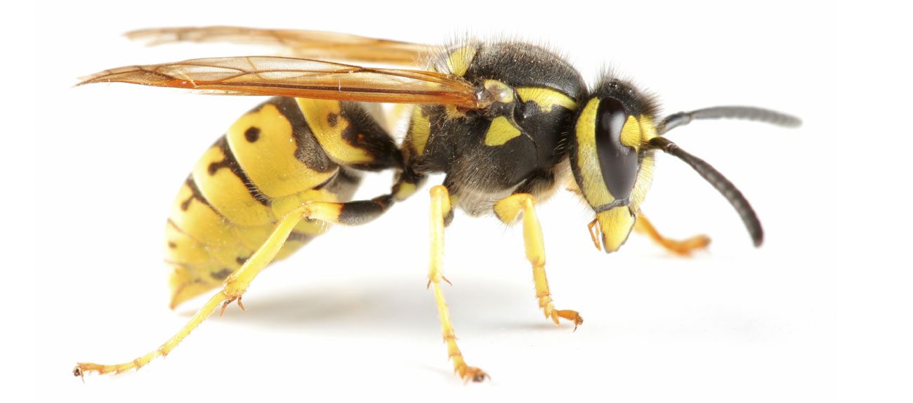 Enviroguard offer a large range of pest control services. - Please call your local pest control specialist on 01539560403