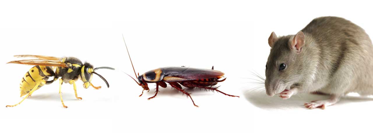 Enviroguard offer a large range of pest control services. - Please call your local pest control specialist on 01539560403